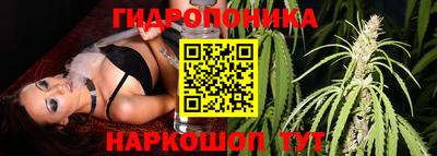 амф Гусев